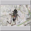 Tachysphex pompiliformis - Grabwespe w01h 8mm mit Nymphe eines Chorthippus albomarginatus - OS-Wallenhorst-Tongrube-Lehmwiese.jpg